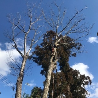 【木の伐採】庭木、屋敷林、居久根、トップカット 伐採お受けします！