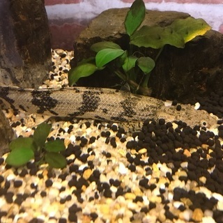 （急募）ポリプテルス　2匹　