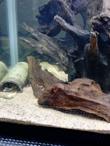 60センチ水槽1式（生体付き）Part2