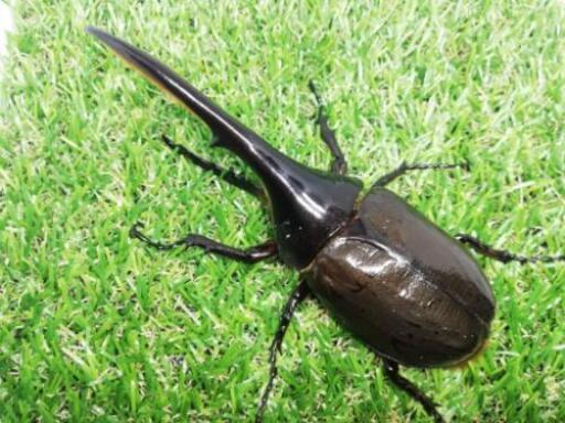 D.H.ヘラクレス　♂135ｍｍ　単品
