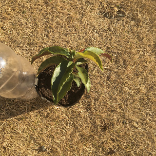 万両の幼苗③ 一本  マンリョウの画像
