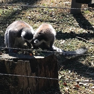 英語で遠足！動物園で生きた英語を楽しく学びましょう！
