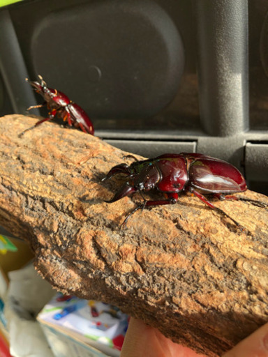 赤レギウス オオツヤクワガタ　赤茶目　2ペア　新成虫　未使用