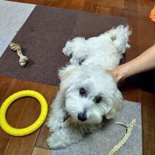 犬友さん募集！！