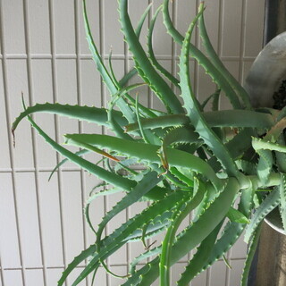 キダチアロエ 鉢底から60cm 3苗の画像