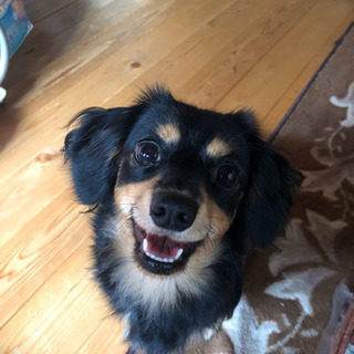   チワックスについて語りましょう🐶