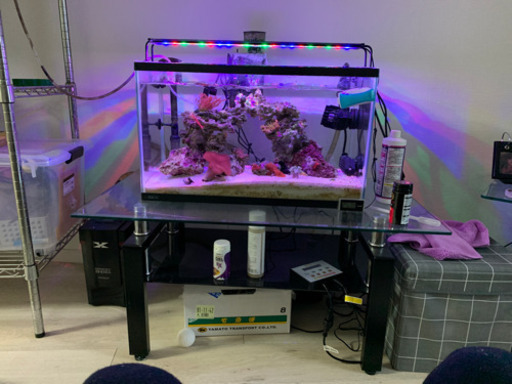 海水魚セット 【生体のみ】