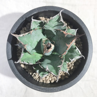 アガベ チタノタ ナンバーワン NO.1 コンパクト 肉厚 農大系④の画像