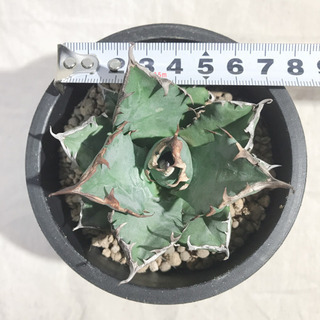 アガベ チタノタ ナンバーワン NO.1 コンパクト 肉厚 農大系④の画像