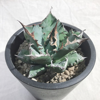 アガベ チタノタ ナンバーワン NO.1 コンパクト 肉厚 農大系④の画像