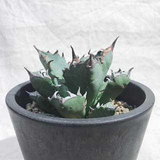 アガベ チタノタ ナンバーワン NO.1 コンパクト 肉厚 農大系④の画像