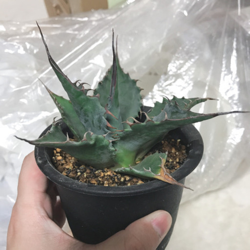 アガベ パラサナ ロングスピン 陽炎棘