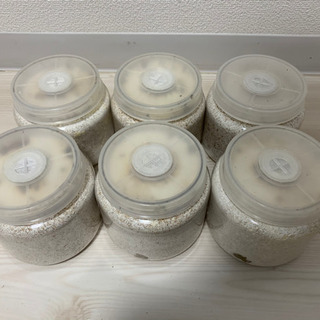 早い者勝ち‼︎ ニジイロクワガタ　グリーン血統　成虫♂、幼虫6匹セットの画像
