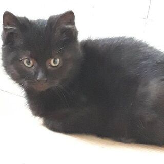 オスの子猫の里親さん募集中です。 - 黒石市
