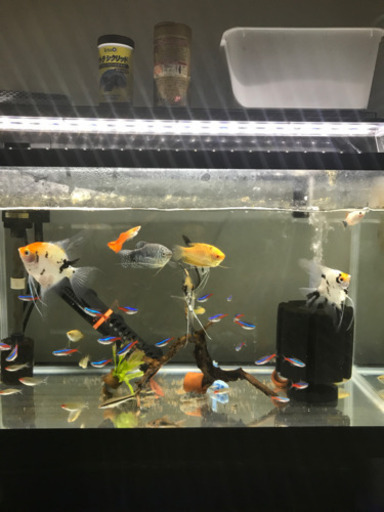 熱帯魚　水槽フルセット