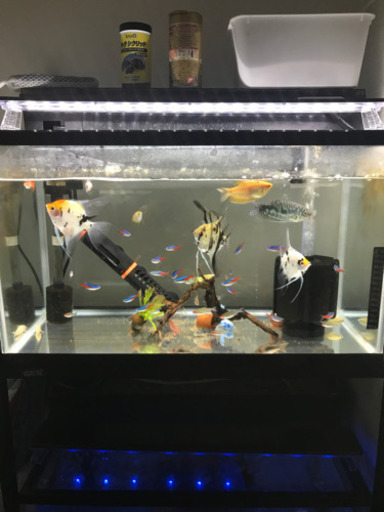 熱帯魚　水槽フルセット