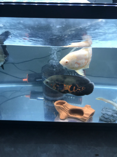 オスカー　熱帯魚　古代魚水槽フルセット