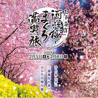 三浦海岸 🌸河津桜まつりと油壺マリンパーク🐬 by マグロ切符