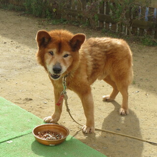 心無い飼い主に捨てられたとみられる、老犬ですが・・・・・・・・必...