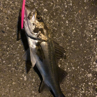 シーバス釣りを一緒に行ってくださる方
