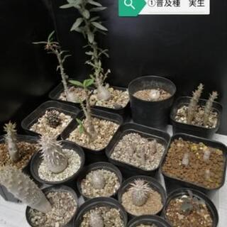 洋ラン、パキポディウムなど植物いろいろお譲りします。