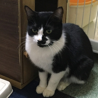 白黒かわいい子の家族になってください。