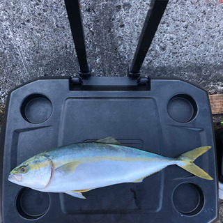 釣り仲間募集^_^