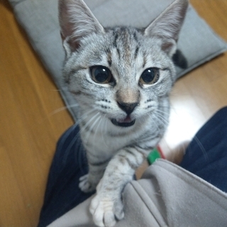 無事にトライアル開始しました。　生後６か月位の女の子「２号ちゃん」です