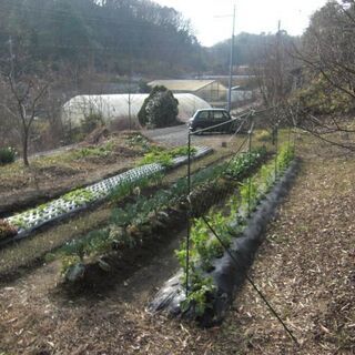浅口市金光町下竹　中古一戸建て（農地・山林付き） - 不動産