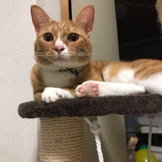 お願いします！（トライアル期間中）