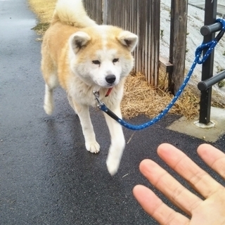 さくらちゃん。里親決定