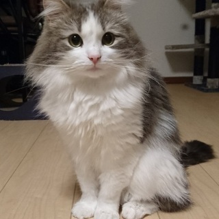 生涯大切にして頂ける方お願い致します。