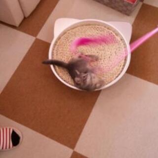 🐱精神疾患者とその仲間達🍵
