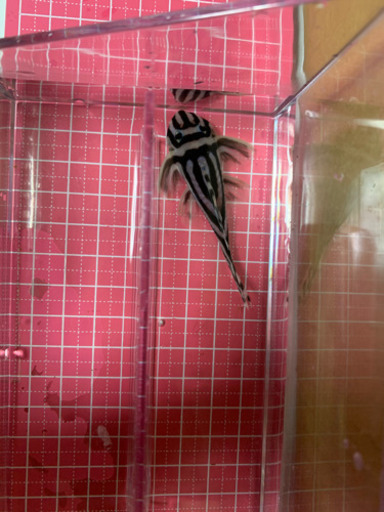 【最終値下げ❗️】インペリアルゼブラプレコ8匹。(バラ売り有り)