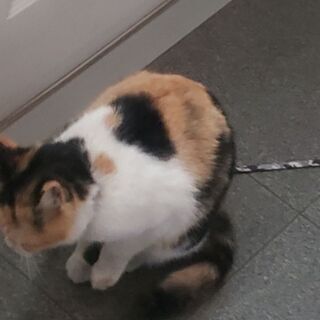 飼い猫を探して欲しい。