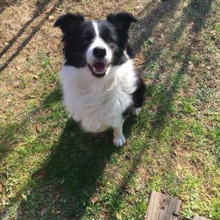 ボーダーコリー　7歳6ヶ月　メス
