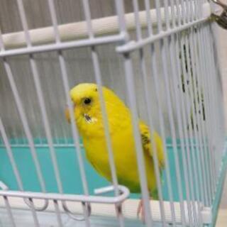 黄色のセキセイインコです(^^♪