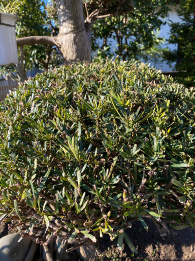 植木　庭木　日本庭園　盆栽　木　ガーデニング　庭木手入れ　手入れ　剪定　盆栽　土地