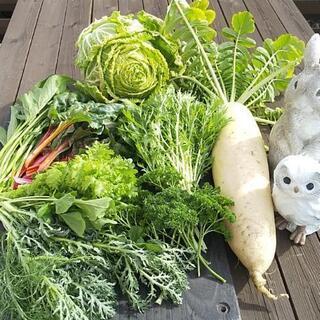 新鮮お野菜BOX【よねベジ】