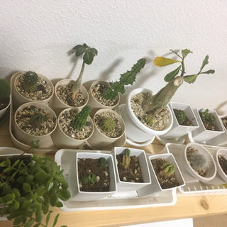 プロフィール必読！　サボテン  多肉植物