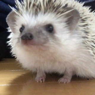 ハリネズミ友達募集🦔