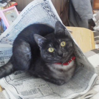 迷い猫 探してます
