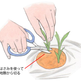 ４月～のお仕事です・農園作業の補助！午前中のみ週３日程度の業務に...