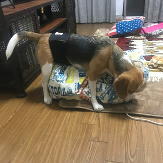 犬仲間募集 - 友達