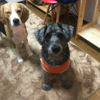 犬仲間募集 - メンバー募集
