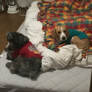 犬仲間募集 − 愛知県
