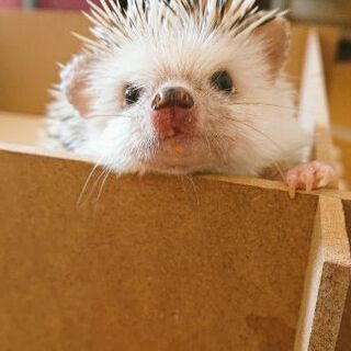 ハリネズミの里親見つかりました