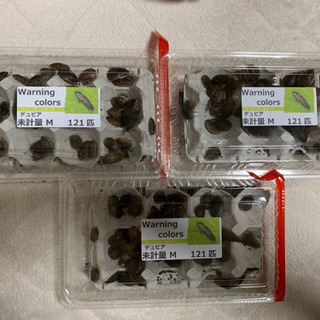 デュビア【約300匹】〜レオパやフトアゴなど爬虫類の餌に〜
