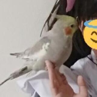 岡山県【オカメインコ】迷子