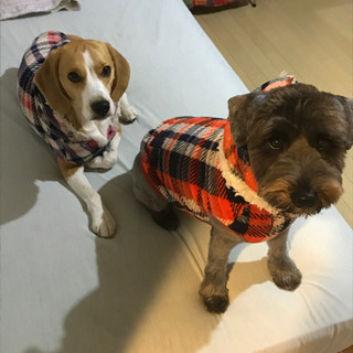 犬仲間募集